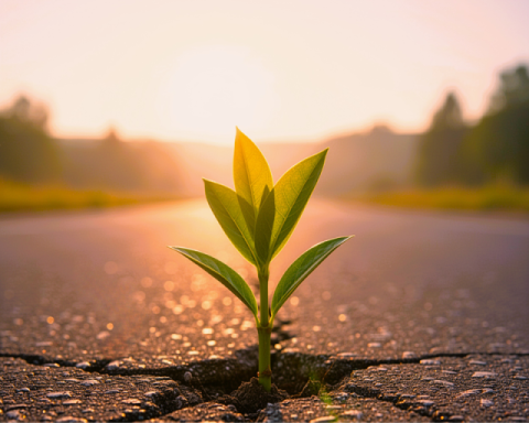Frühlingserwachen - Grüner Trieb durchbricht Asphalt (final)